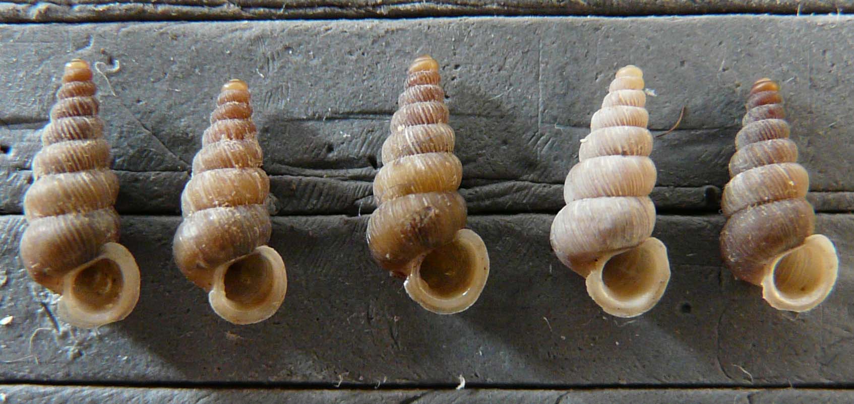 Cochlostoma montanum cassiniacum (Saint Simon in Paulucci)